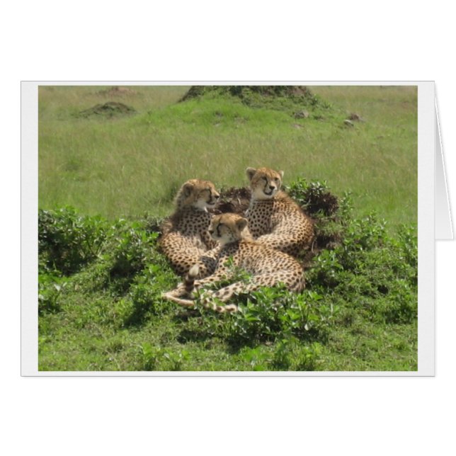 Cheetahs (Anverso (Horizontal))