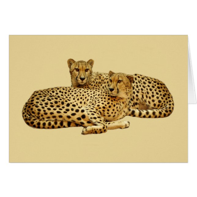 Cheetahs (Anverso (Horizontal))