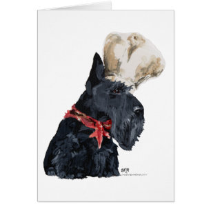 Chef Terrier Escocés