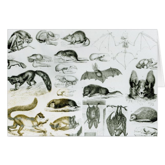 Cheiroptera, Insectivora (Anverso (Horizontal))