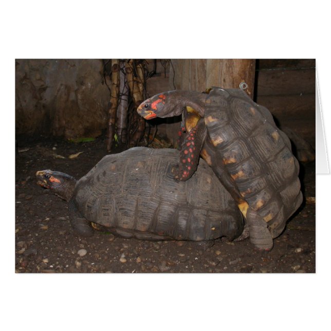 Chelonoidis carbonaria (Anverso (Horizontal))