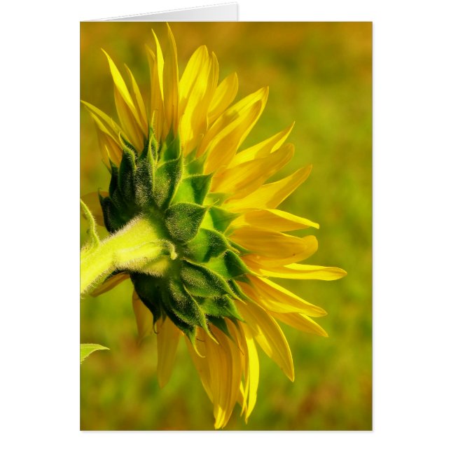 Cheong Sunflower Back (Frente)