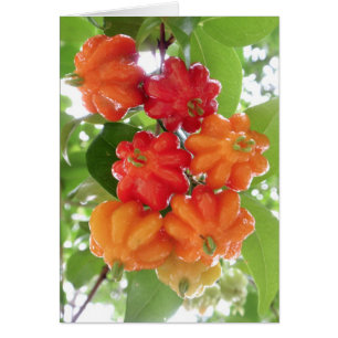 Cherries de Surinam