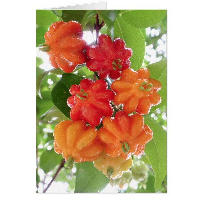 Cherries de Surinam (Frente)