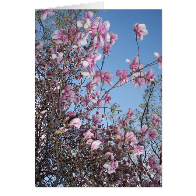 Cherry Blossom Greeting (Frente)