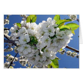 Cherry blossom heart