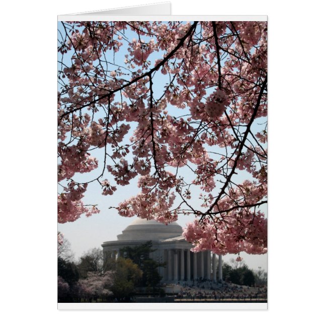 Cherry Blossom Washington DC (Frente)