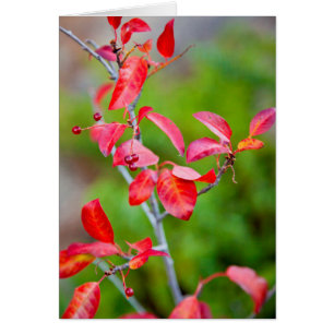 Cherry De Choke Occidental (Prunus Virginiana) En 