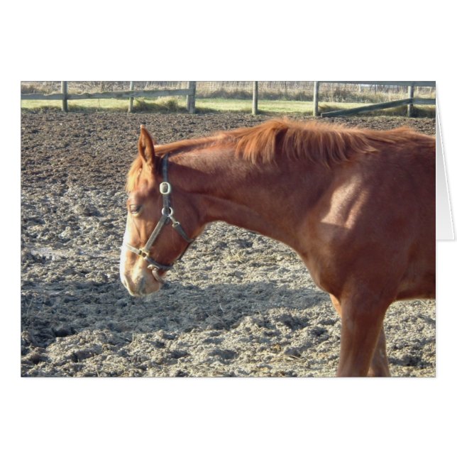 Chestnut Horse Love (Anverso (Horizontal))