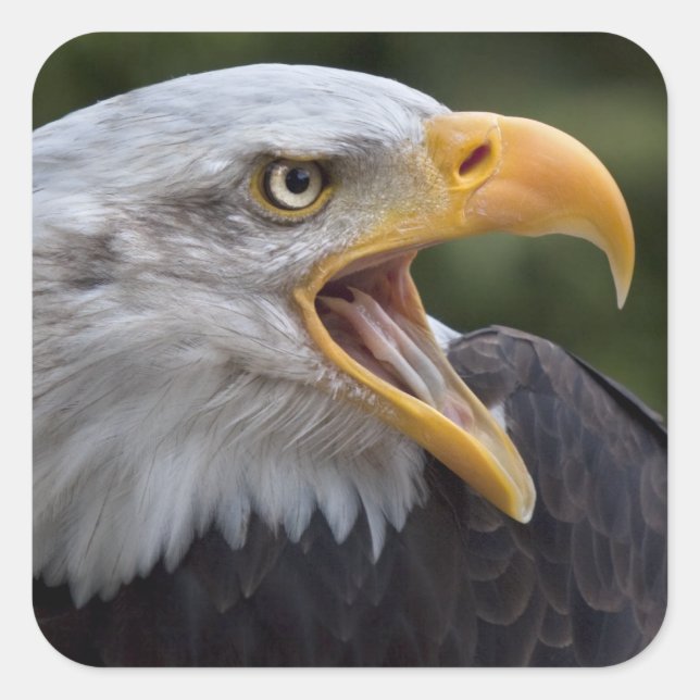 Cheyenne Pegatina (Anverso)