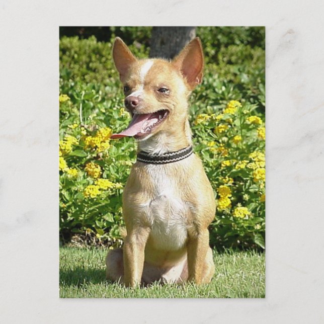 Chi Chi postal (Anverso)