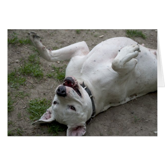 Chica feliz de Dogo Argentino (Anverso (Horizontal))