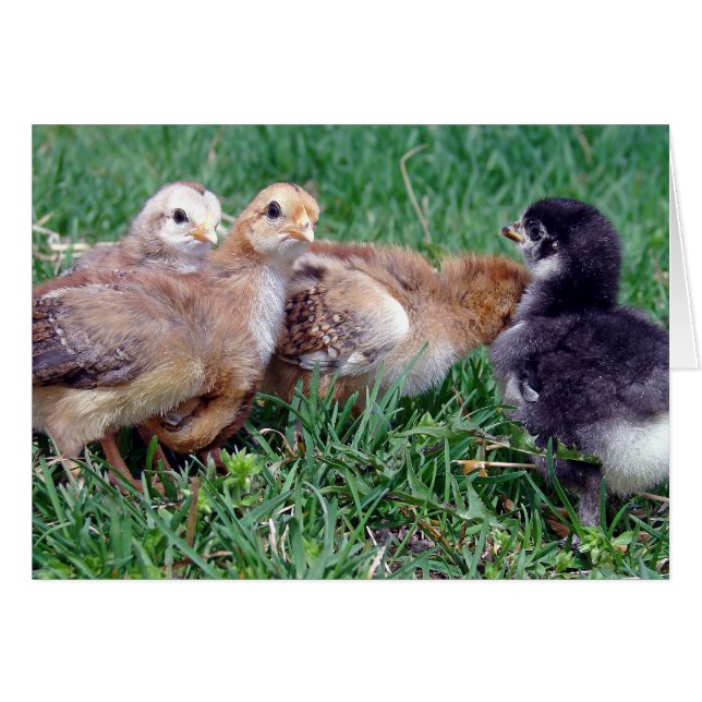 Chicas (Anverso (Horizontal))