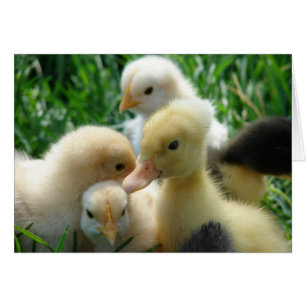 Chicas y pollos