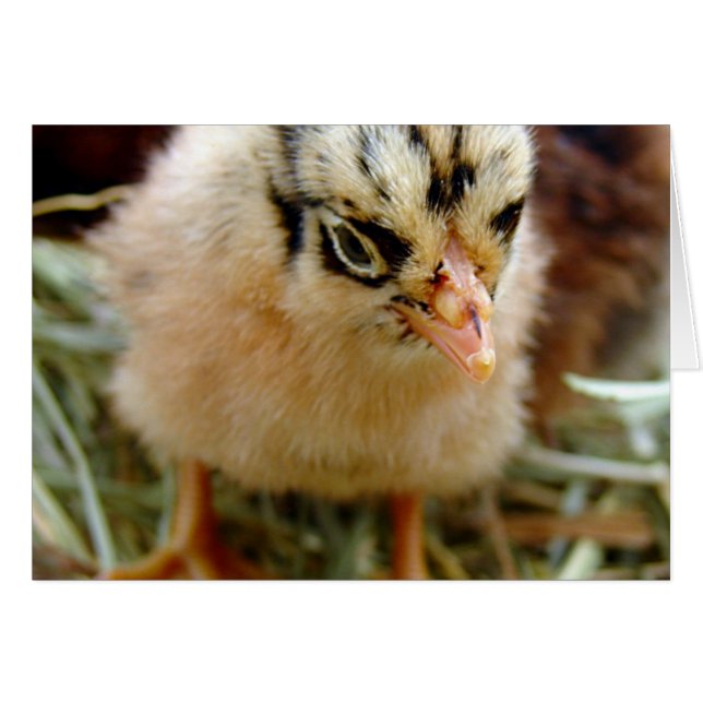 Chick (Anverso (Horizontal))