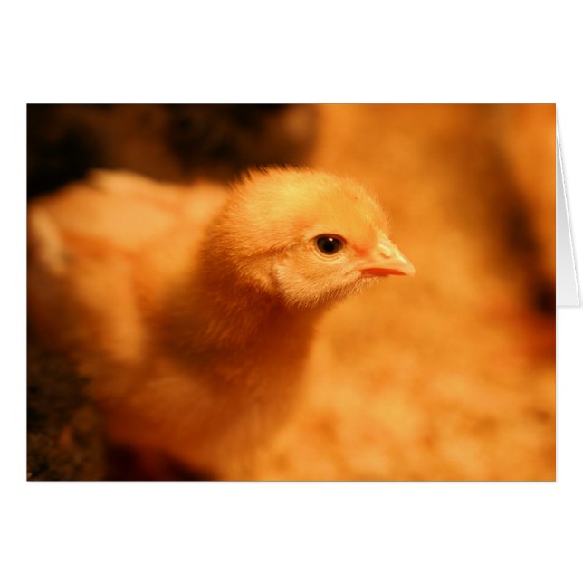Chick (Anverso (Horizontal))
