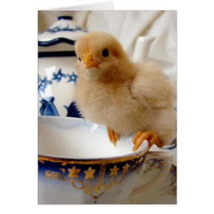 Chick Buff En El Té