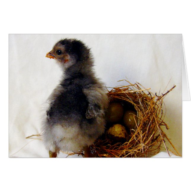 Chick con nido (Anverso (Horizontal))