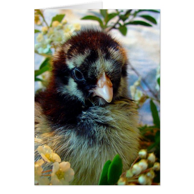 Chick de cochin plateado en un entorno de estudio (Frente)