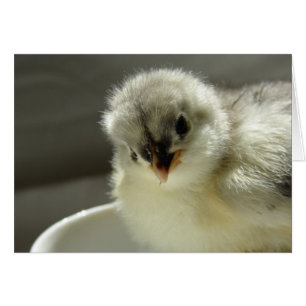 Chick De Cocina Azul, En Blanco Todas Las Ocasione