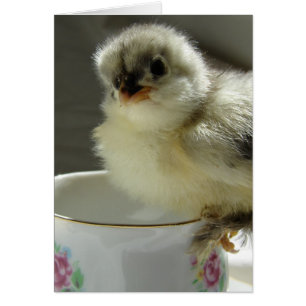 Chick de Cocina Azul en el Teacup