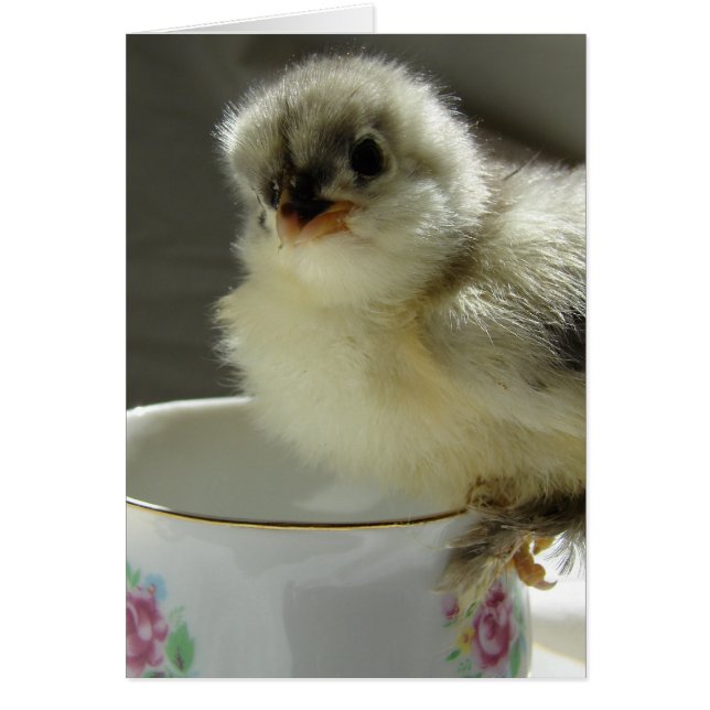Chick de Cocina Azul en el Teacup (Frente)
