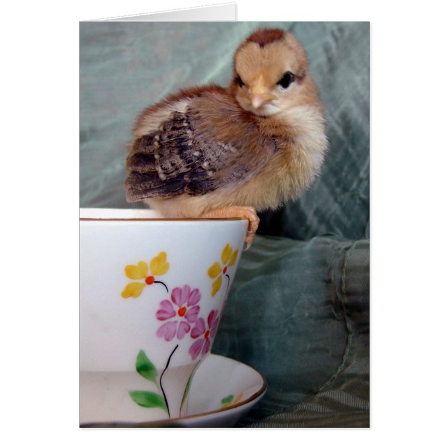 Chick On Cup (Frente)