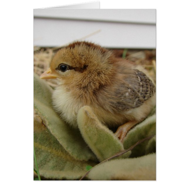 Chick on Leaves (Frente)