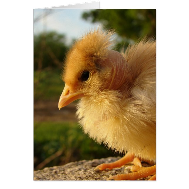 Chick turcomano (Frente)