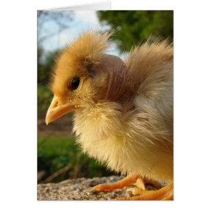 Chick turcomano