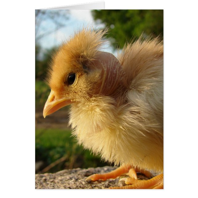 Chick turcomano (Frente)
