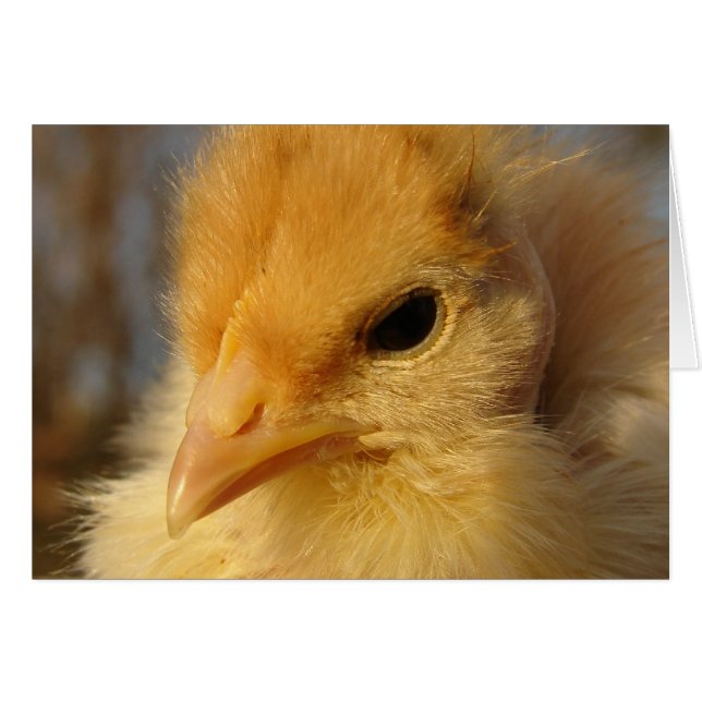Chick turcomano (Anverso (Horizontal))