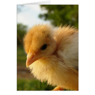 Chick turcomano