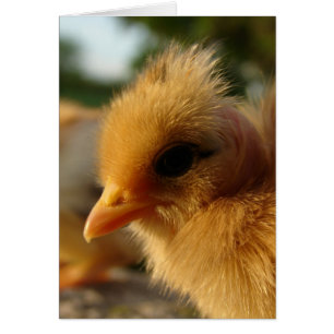 Chick turcomano