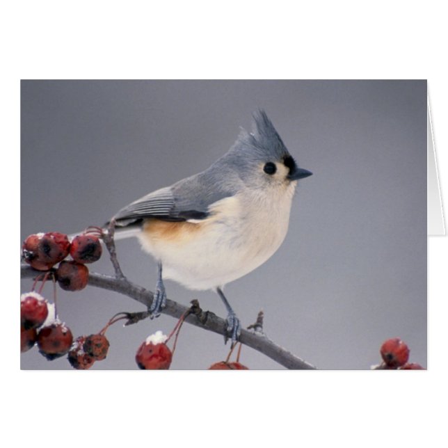 Chickadee (Anverso (Horizontal))