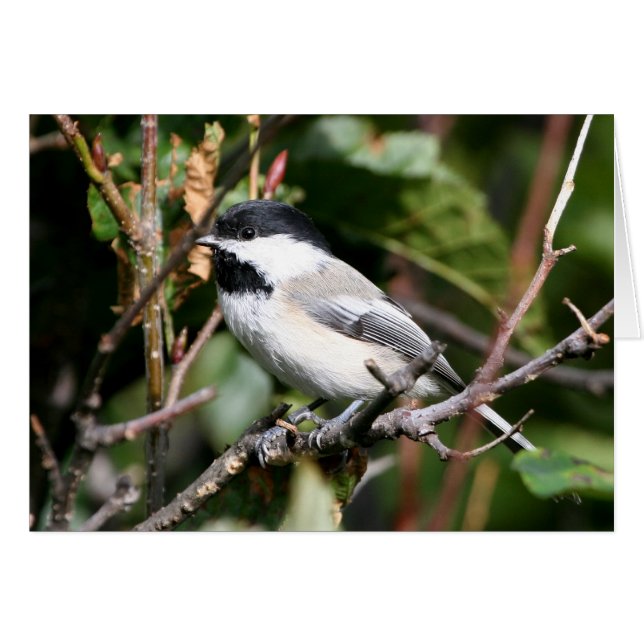 Chickadee (Anverso (Horizontal))