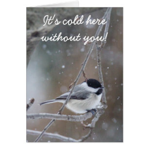 Chickadee con gorra negra - Songbird