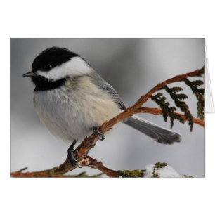 Chickadee de Maine
