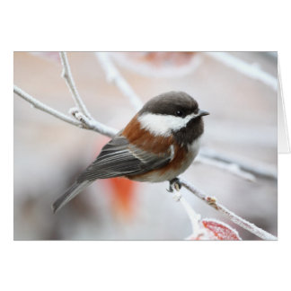Chickadee en invierno