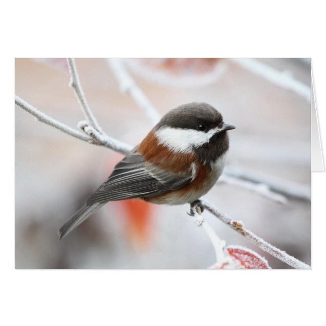 Chickadee en invierno (Anverso (Horizontal))