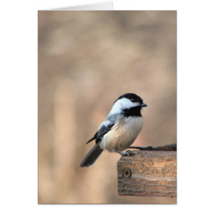 Chickadee en luz de oro