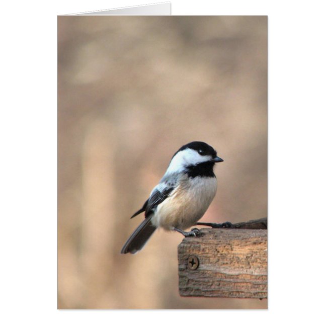 Chickadee en luz de oro (Frente)