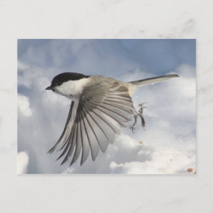 Chickadee en postal de vuelo