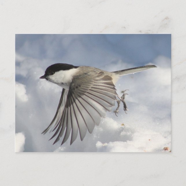 Chickadee en postal de vuelo (Anverso)