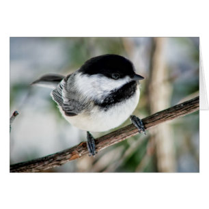 Chickadee lindo en invierno