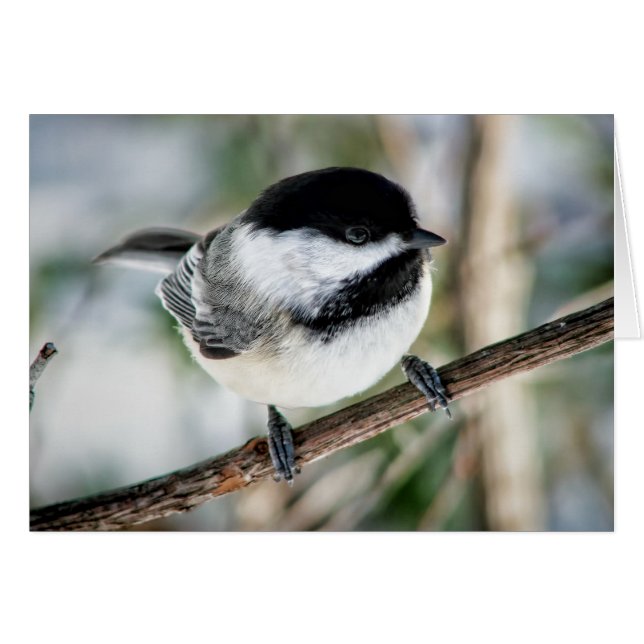 Chickadee lindo en invierno (Anverso (Horizontal))