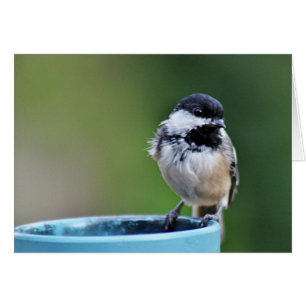 chickadee Negro-capsulado