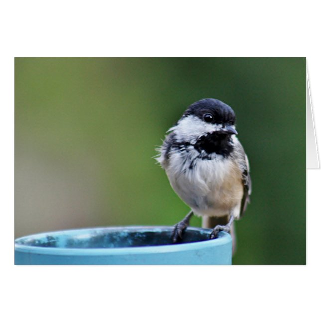 chickadee Negro-capsulado (Anverso (Horizontal))