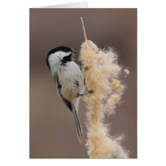 Chickadee Negro-capsulado