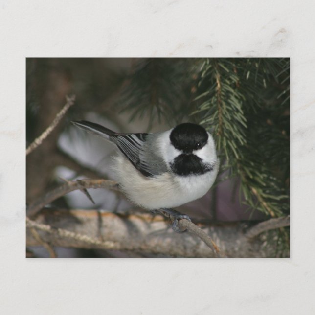 Chickadee negro serie de vida salvaje #3 postal (Anverso)